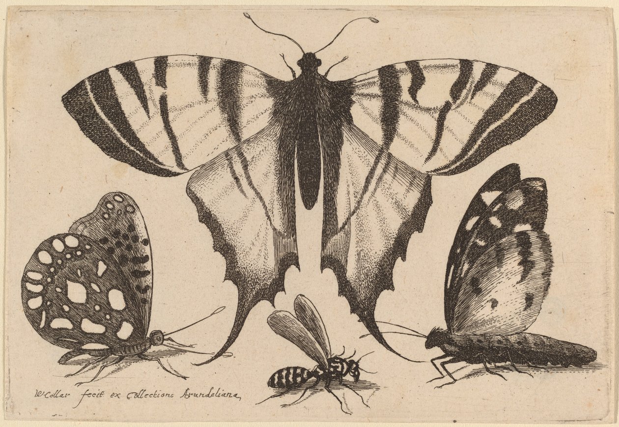 Dwa motyle, osa i ćma autorstwa Wenceslaus Hollar