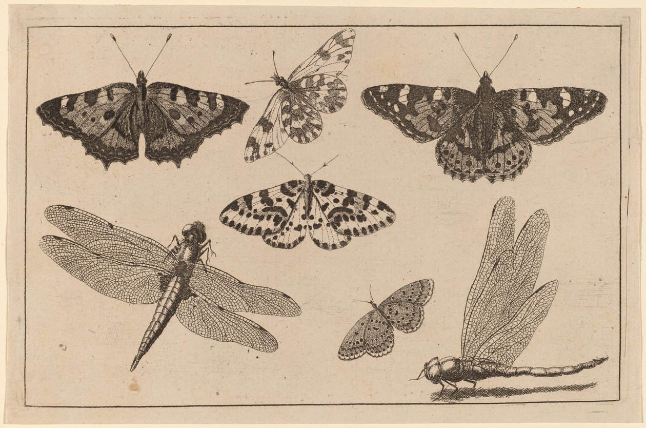 Dwie ważki i pięć motyli autorstwa Wenceslaus Hollar