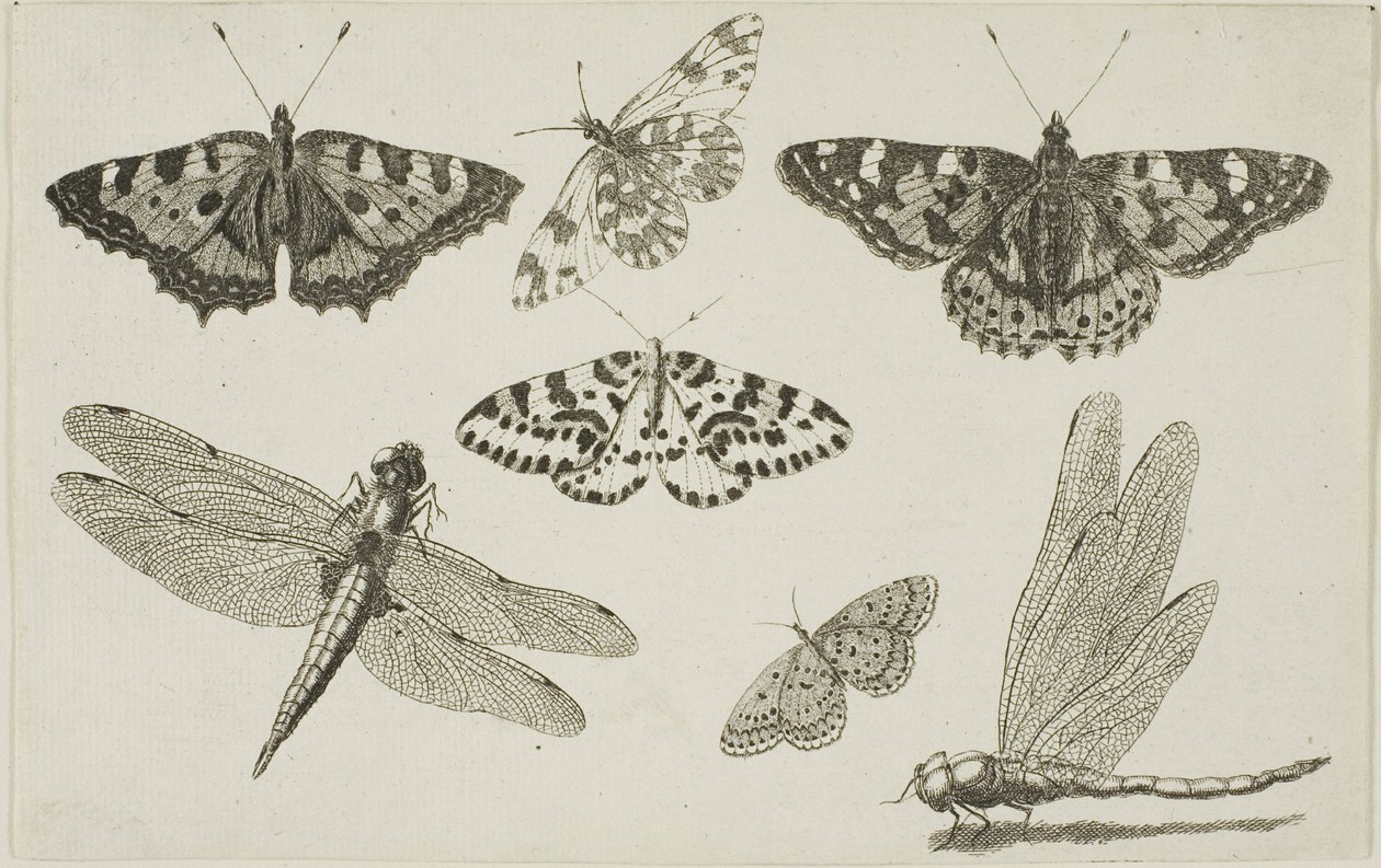 Dwie ważki i pięć motyli autorstwa Wenceslaus Hollar