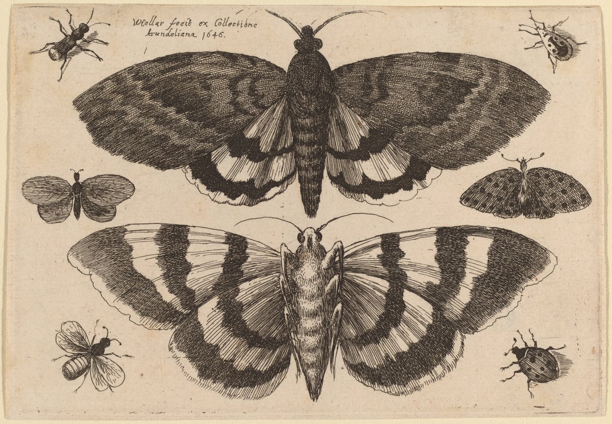 Dwie ćmy i sześć owadów autorstwa Wenceslaus Hollar