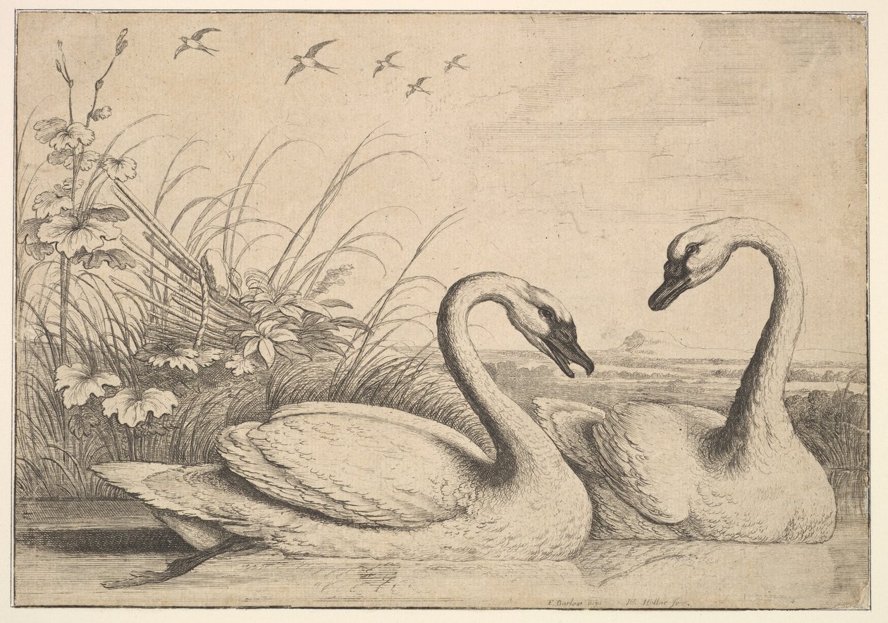 Dwa łabędzie, 1654-58. autorstwa Wenceslaus Hollar