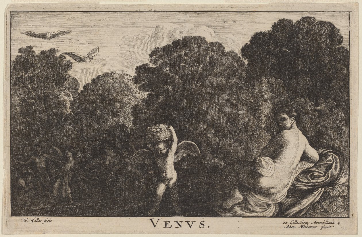 Wenus autorstwa Wenceslaus Hollar