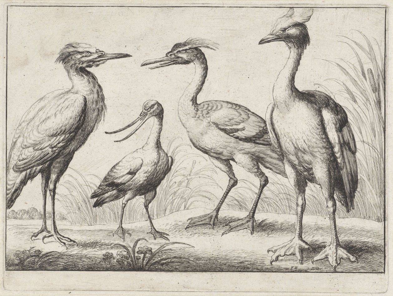 Cztery ptaki brodzące Różne ptaki (tytuł serii) autorstwa Wenceslaus Hollar