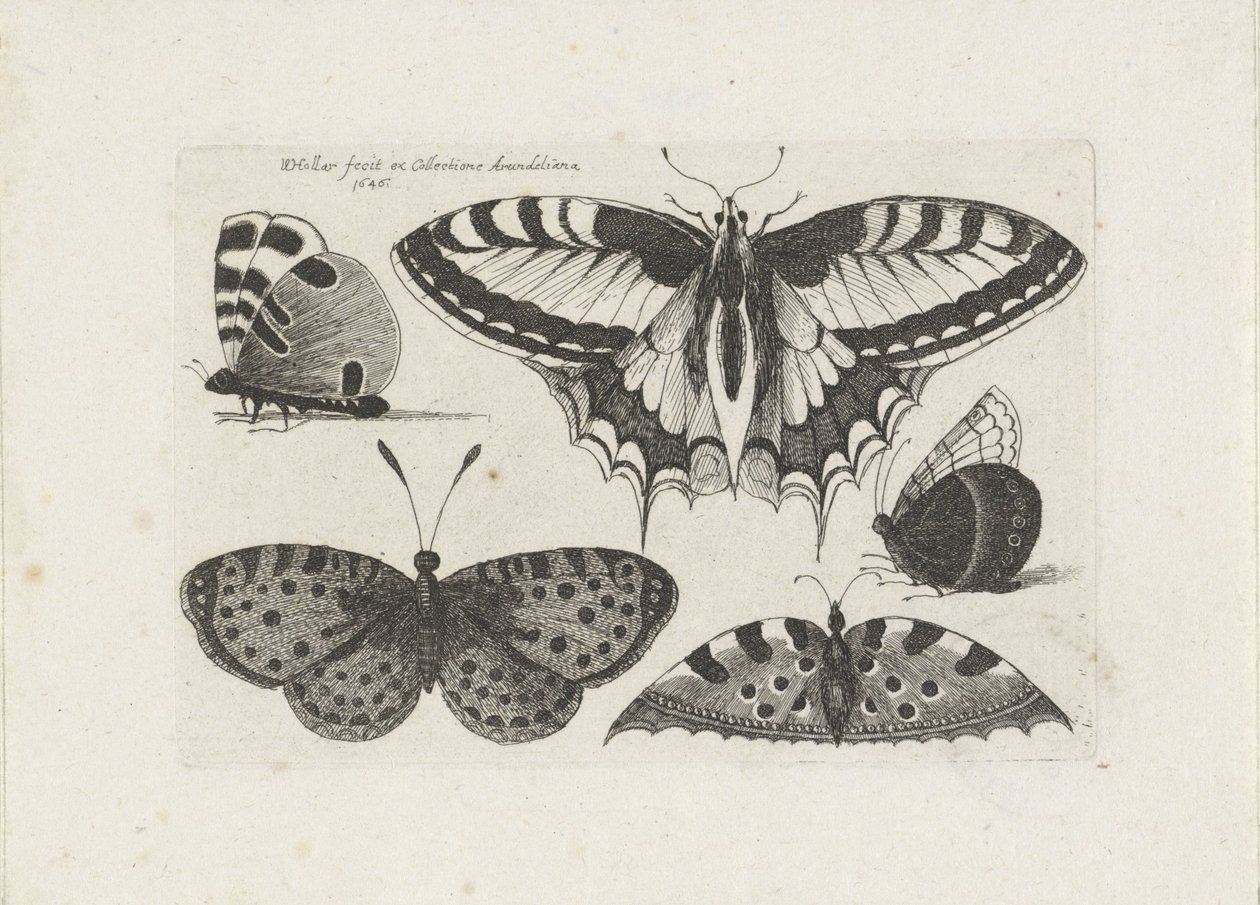 Pięć motyli Owady (tytuł serii) Muscarum Scarabeorum (tytuł serii) autorstwa Wenceslaus Hollar