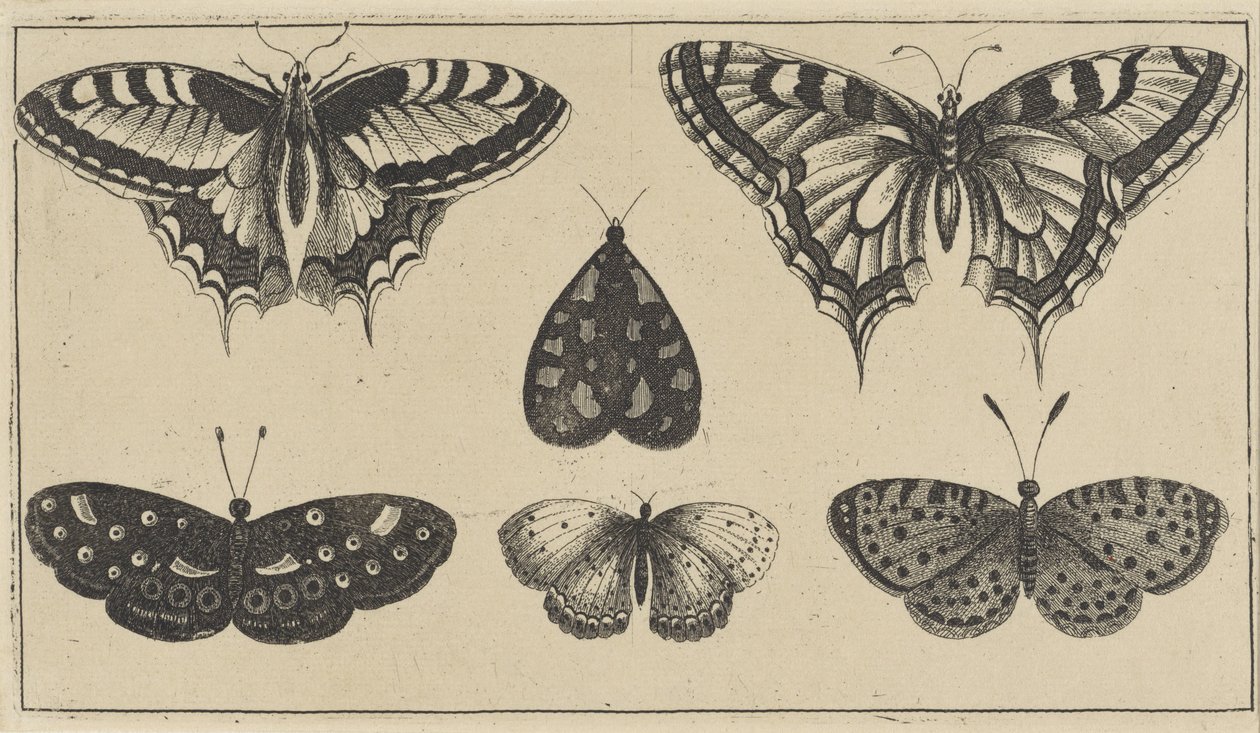 Pięć motyli i ćma Różne owady (tytuł serii) Diversae Insectorum (tytuł serii) autorstwa Wenceslaus Hollar