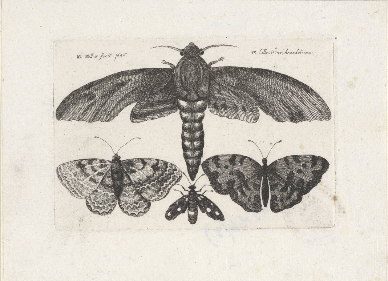Motyle i ćma Owady (tytuł serii) Muscarum Scarabeorum (tytuł serii) autorstwa Wenceslaus Hollar