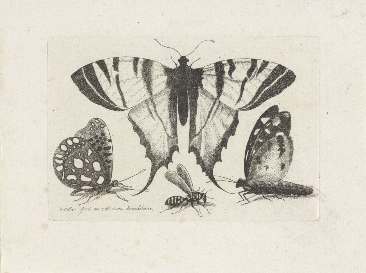Motyle i osa Owady (tytuł serii) Muscarum Scarabeorum (tytuł serii) autorstwa Wenceslaus Hollar