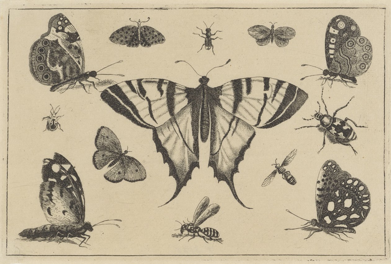 Motyle, osy i inne owady Różne owady (tytuł serii) Diversae Insectorum (tytuł serii) autorstwa Wenceslaus Hollar