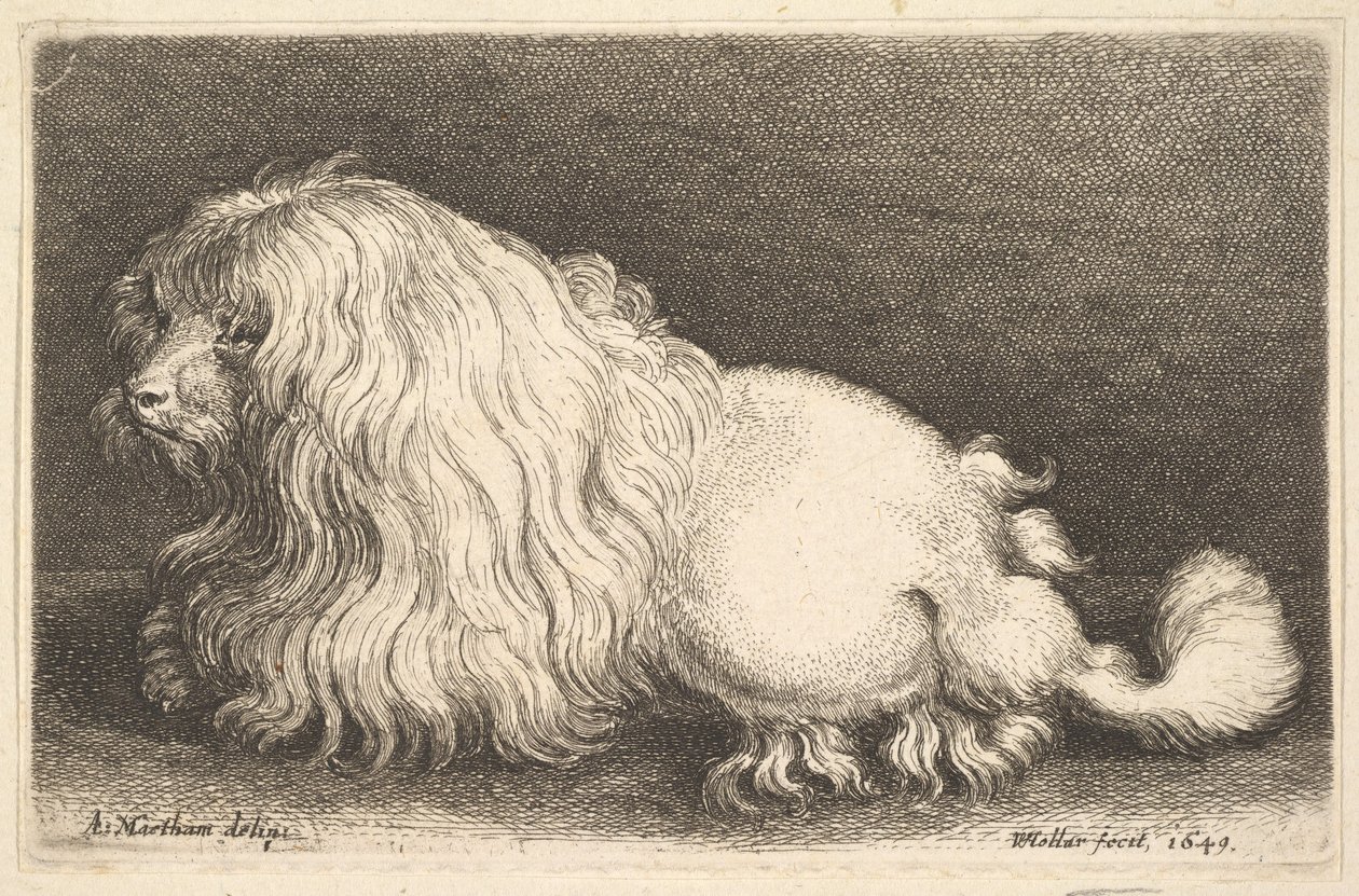 Biały pies, 1649. autorstwa Wenceslaus Hollar