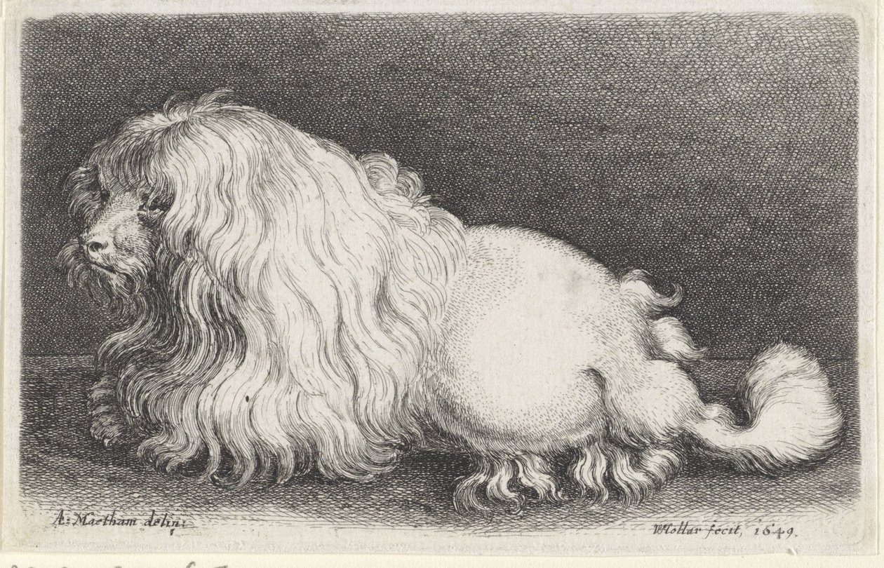 biały pies autorstwa Wenceslaus Hollar