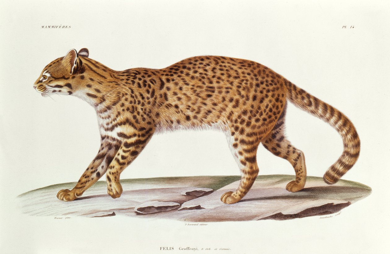 Geoffreys Cat (felis Geoffroyi) ilustracja z Voyage dans lAmerique Meridionale autorstwa Alcide dOrbigny, grawerowana przez Annedouche, 1847 autorstwa Werner Werner