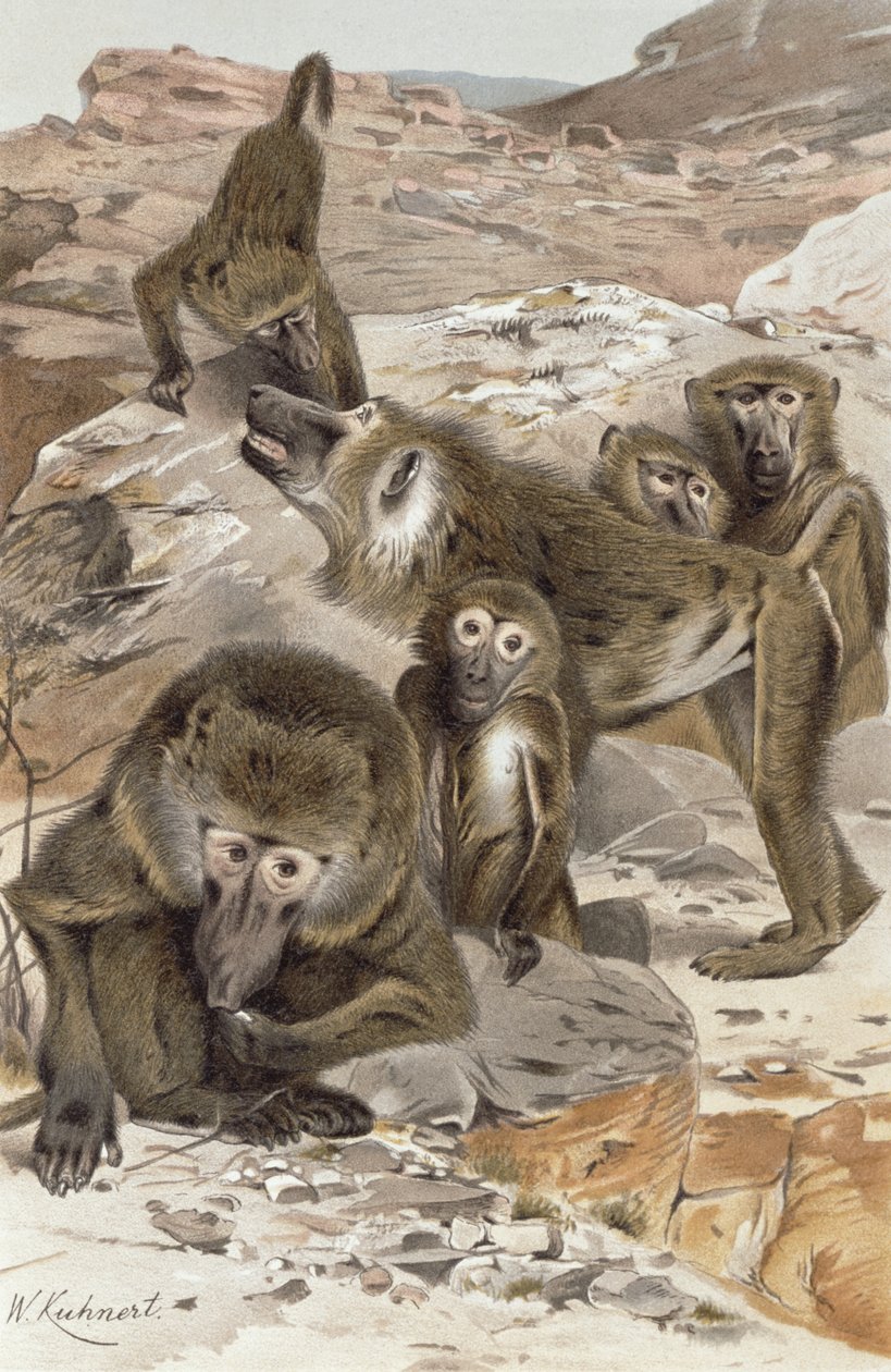 Pawian, tablica z Brehms Tierleben: Allgemeine Kunde des Tierreichs, t. 1, s. 166, wyd. Bibliographisches Institut, 1890 autorstwa Wilhelm Kuhnert