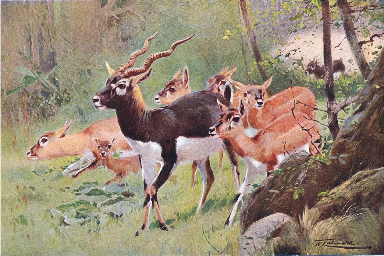 Black Buck, z Wildlife of the World wydanej przez Frederick Warne & Co, ok. 1900 autorstwa Wilhelm Kuhnert