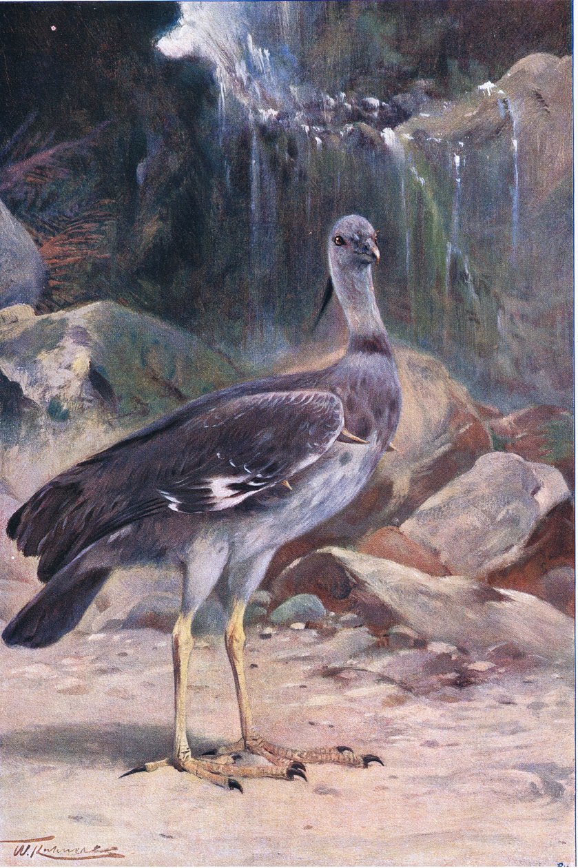 Crested Screamer, z książki Wildlife of the World wydanej przez Frederick Warne & Co, ok. 1900 autorstwa Wilhelm Kuhnert