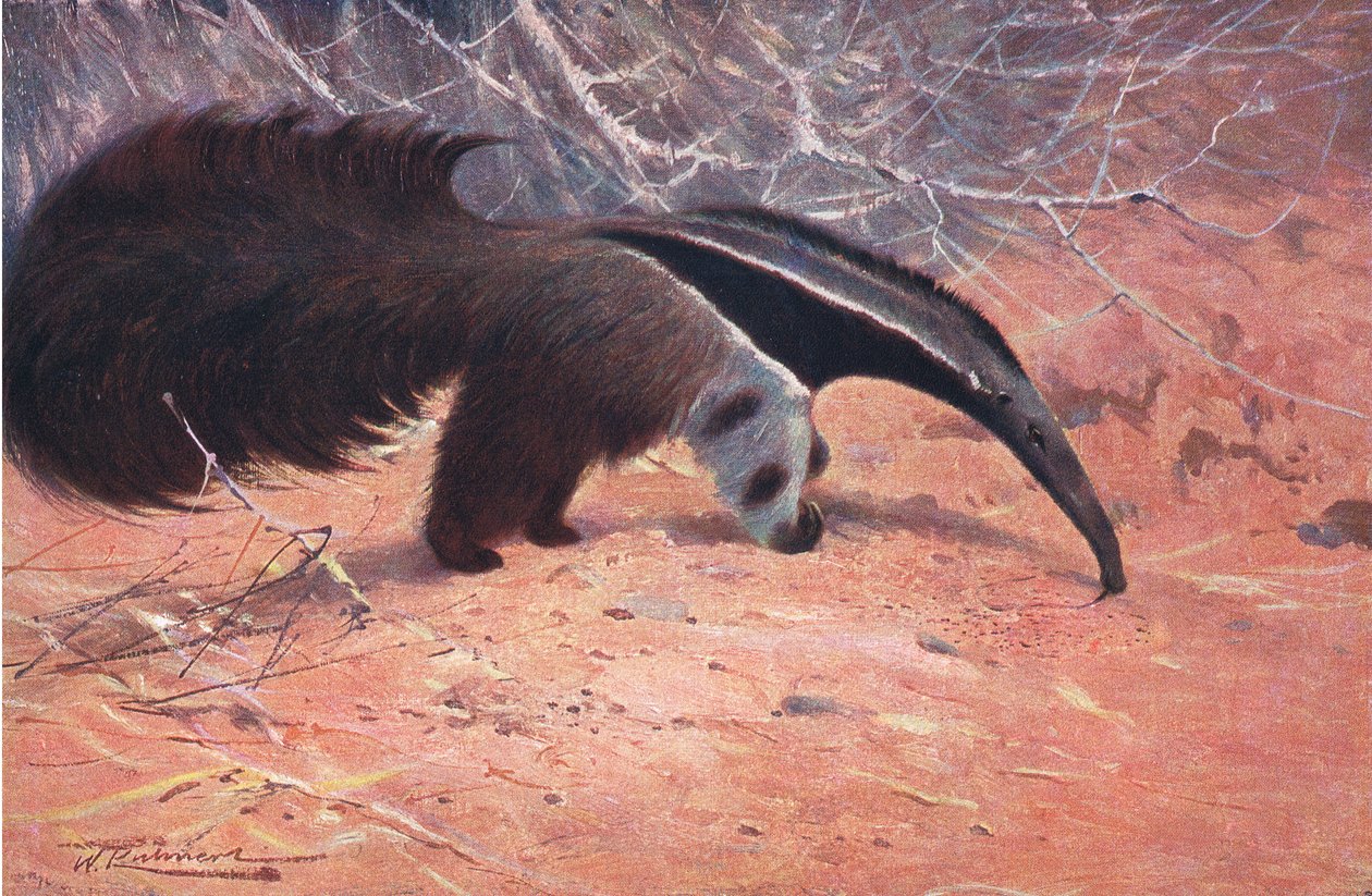 Great Ant Eater, z książki Wildlife of the World wydanej przez Frederick Warne & Co, ok. 1900 autorstwa Wilhelm Kuhnert