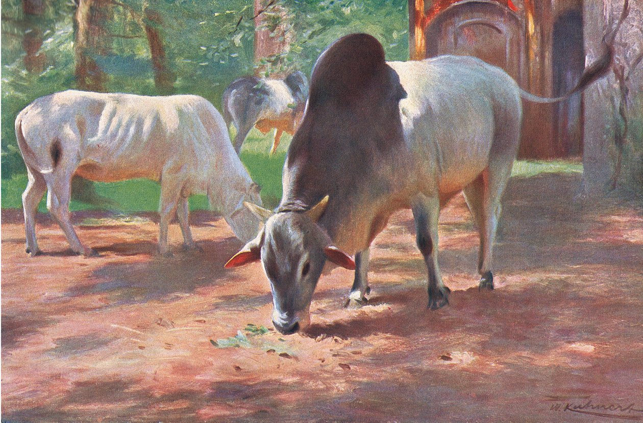 Indian Humped Cattle, z Wildlife of the World wydanej przez Frederick Warne & Co, ok. 1900 autorstwa Wilhelm Kuhnert