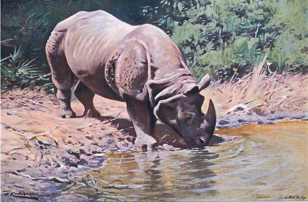 Nosorożec indyjski, z książki Wildlife of the World wydanej przez Frederick Warne & Co, ok. 1900 autorstwa Wilhelm Kuhnert