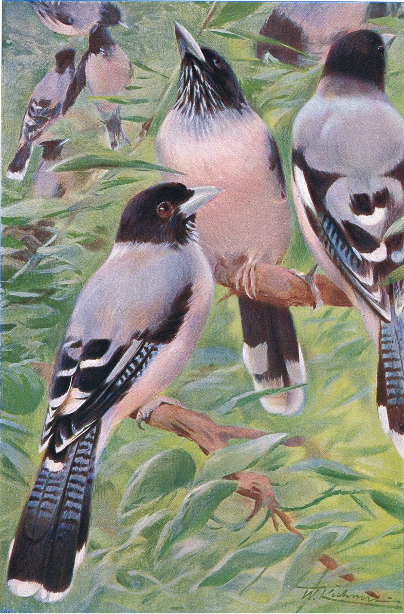 Lanceolated Jay, z książki Wildlife of the World wydanej przez Frederick Warne & Co, ok. 1900 autorstwa Wilhelm Kuhnert