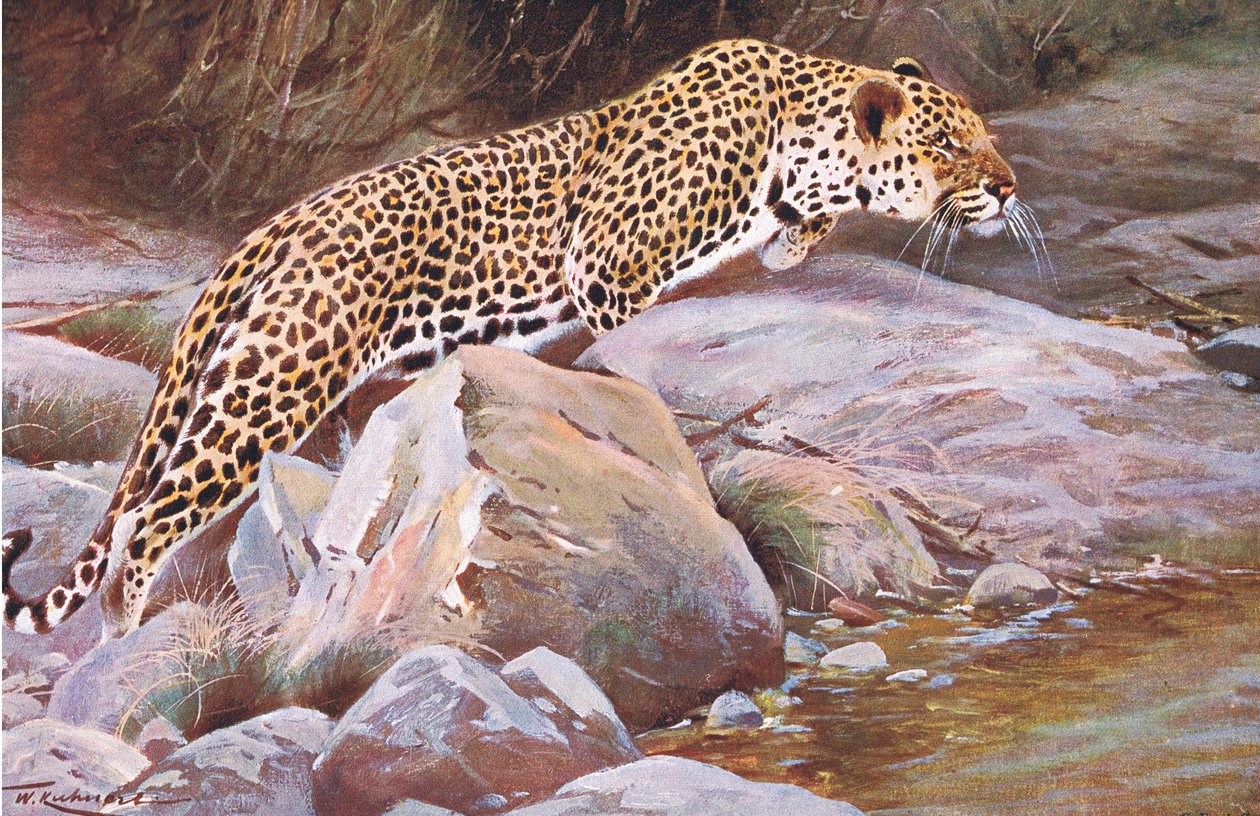 Lampart, z książki Wildlife of the World wydanej przez Frederick Warne & Co, ok. 1900 autorstwa Wilhelm Kuhnert