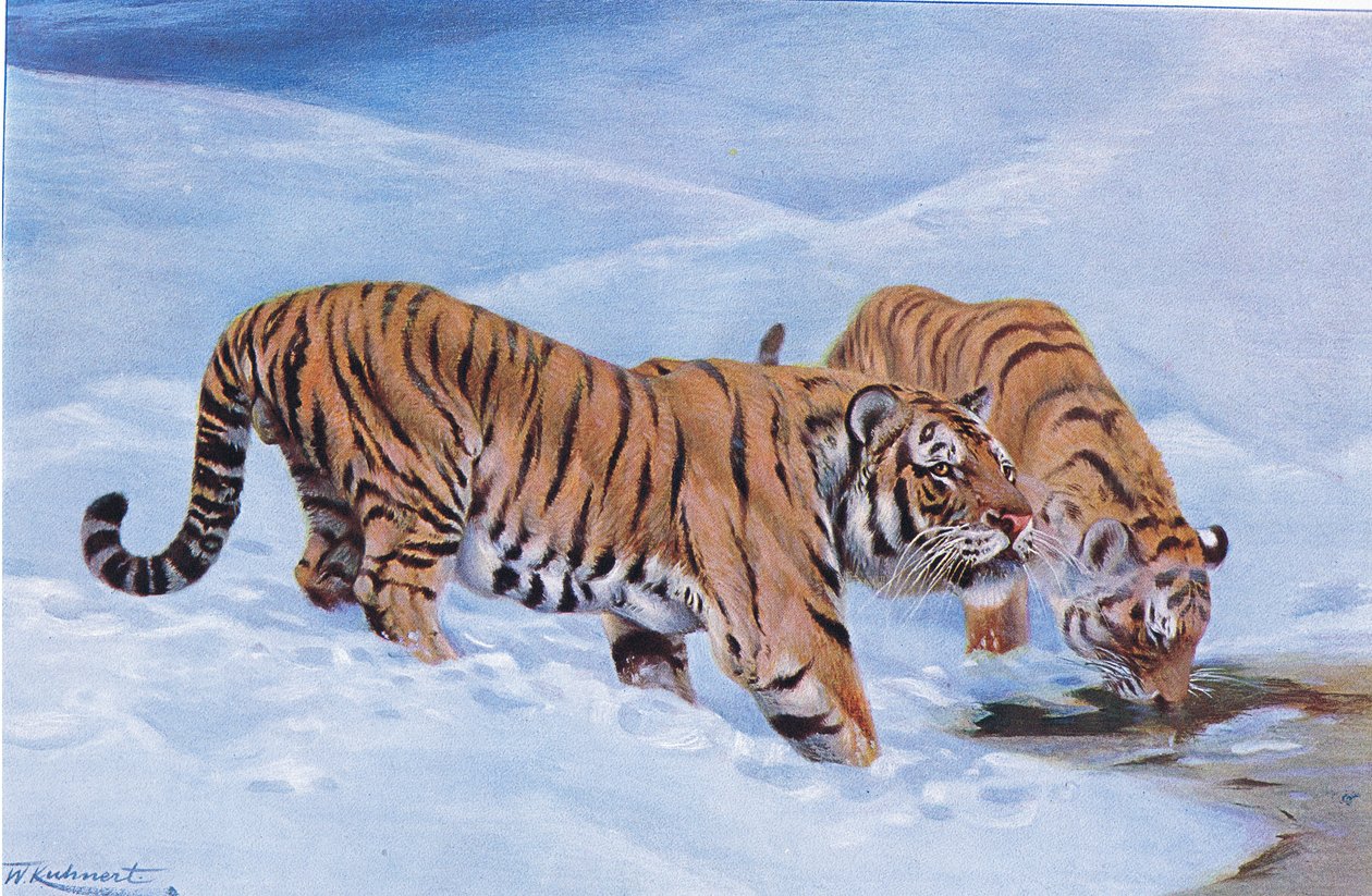 Tygrys mandżurski, z książki Wildlife of the World wydanej przez Frederick Warne & Co, ok. 1900 autorstwa Wilhelm Kuhnert