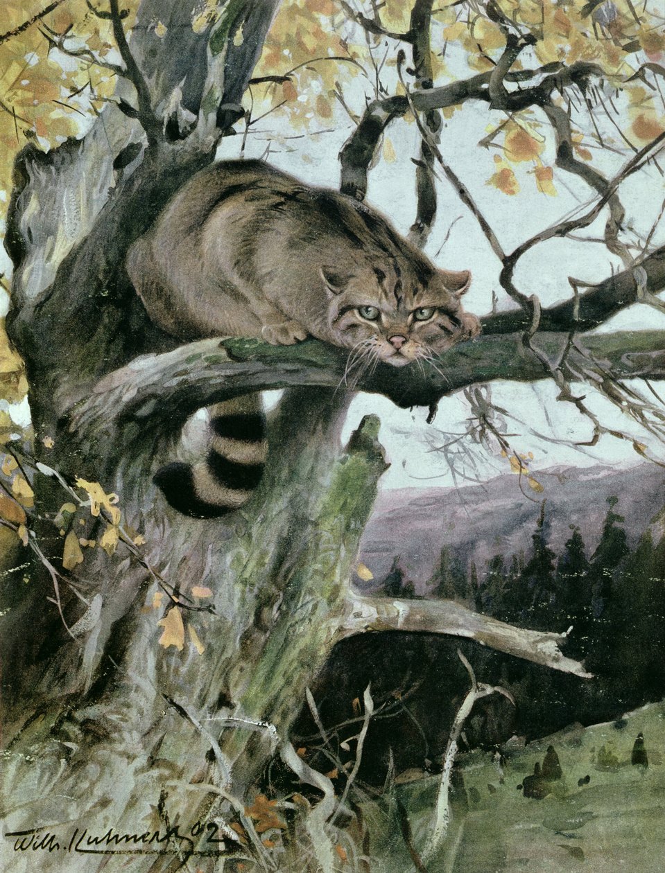Żbik na drzewie, 1902 autorstwa Wilhelm Kuhnert