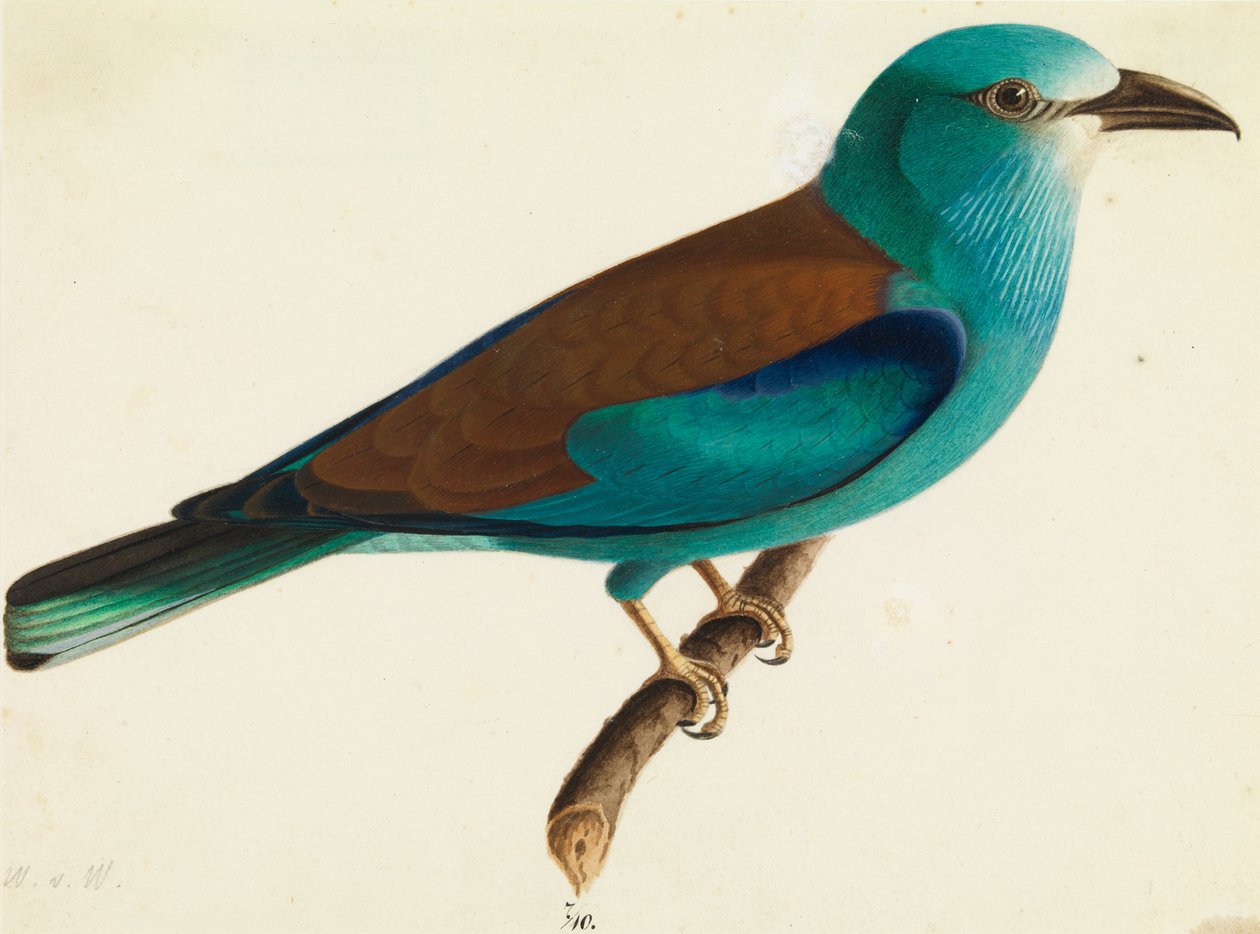 Europejski walec autorstwa Wilhelm von Wright