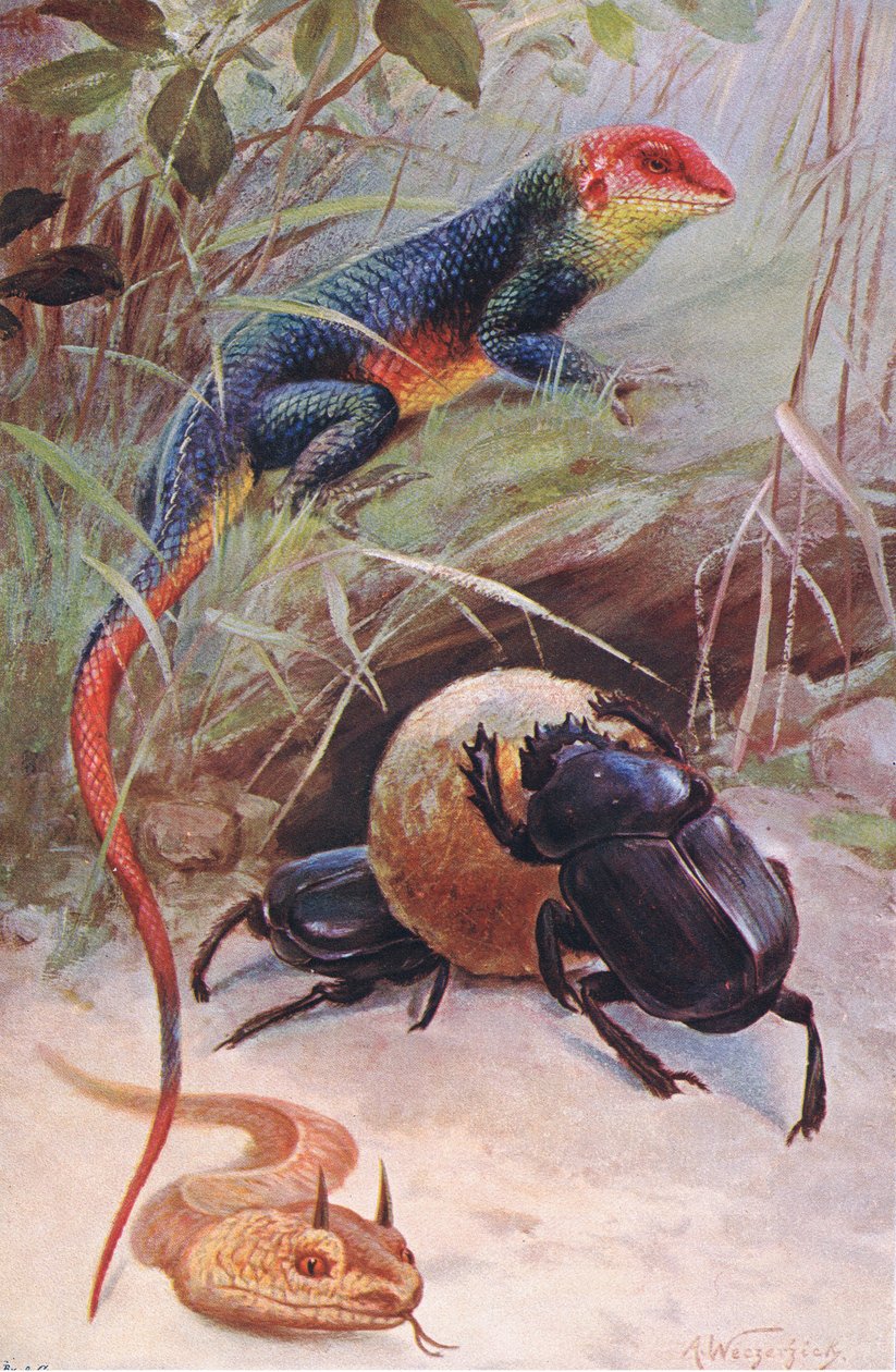 Gama, rogata żmija i święty żuk, ilustracja z Przyrody świata, ok. 1910 autorstwa Wilhelm Kuhnert