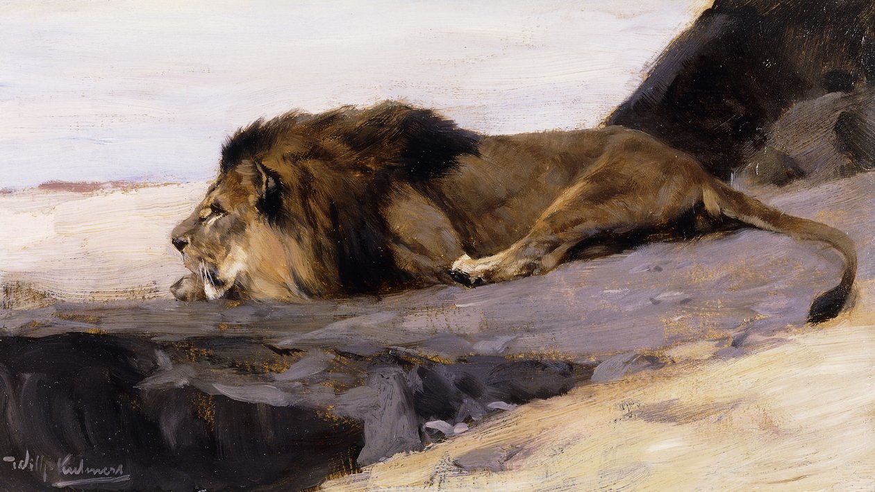 Odpoczywający lew; Ruhender Lowe, autorstwa Wilhelm Kuhnert