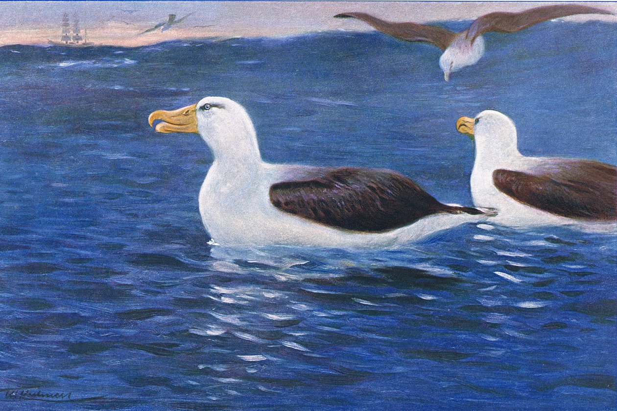 Albatros, ilustracja z Przyrody świata, ok. 1910 autorstwa Wilhelm Kuhnert