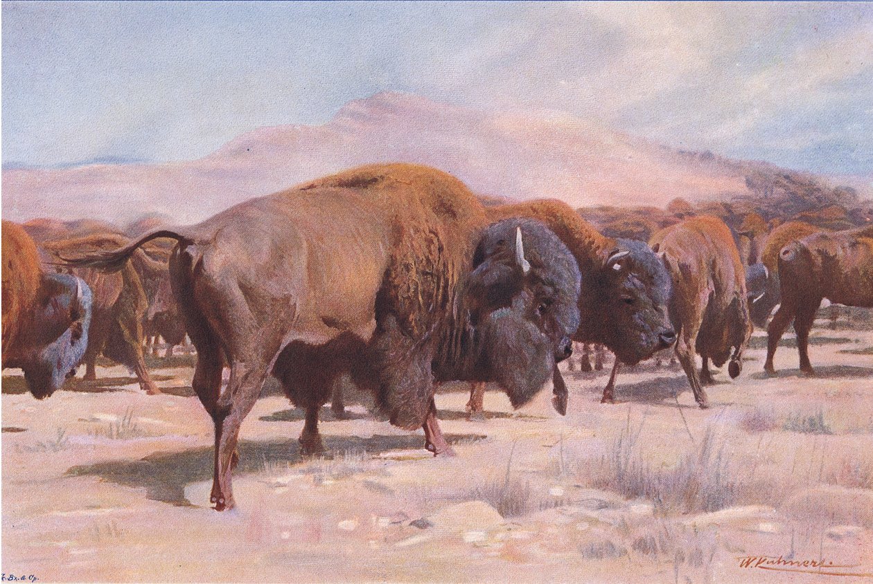 American Bison, z Wildlife of the World wydanej przez Frederick Warne & Co, ok. 1900 autorstwa Wilhelm Kuhnert