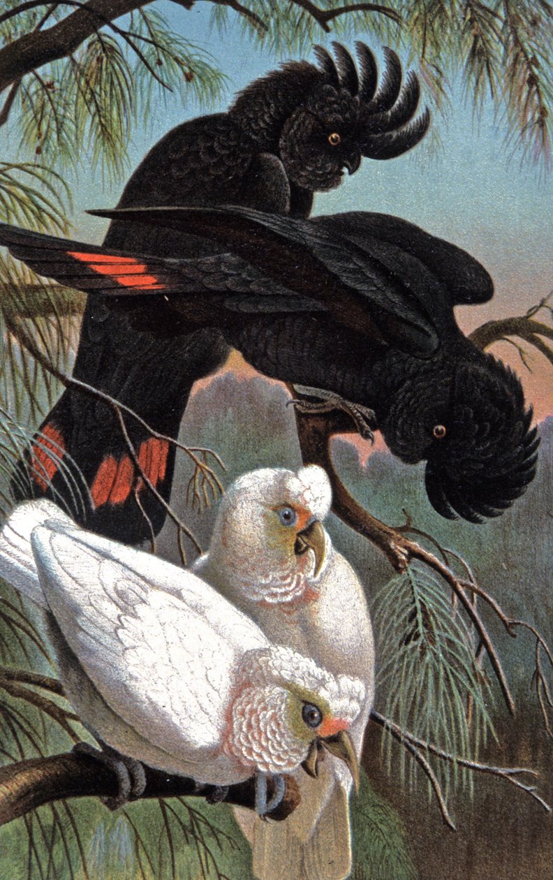 Kakadu Banksa, ok. 1910 r. (ilustracja) autorstwa Wilhelm Kuhnert