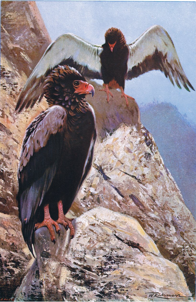 Orzeł Bateleur, ilustracja z Przyrody świata, ok. 1910 r. autorstwa Wilhelm Kuhnert