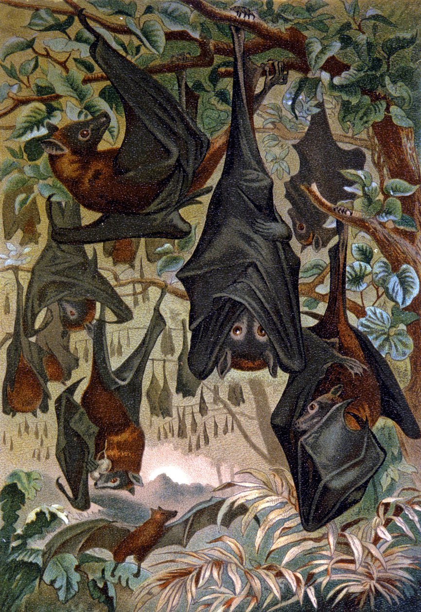 Nietoperze autorstwa Wilhelm Kuhnert