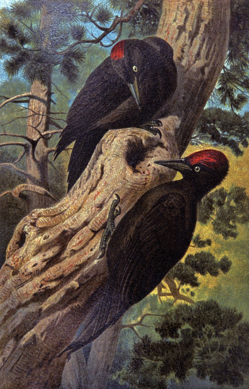 Dzięcioł czarny, ok. 1910 r. (ilustracja) autorstwa Wilhelm Kuhnert