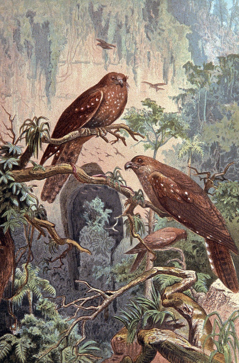 Jaskinia Guacharo, ok. 1910 r. (ilustracja) autorstwa Wilhelm Kuhnert