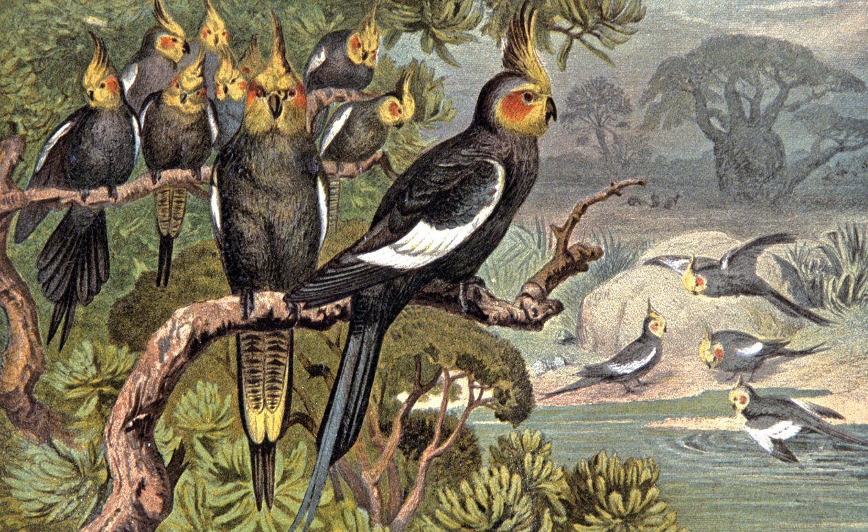 Kakadu, ok. 1910 r. (ilustracja) autorstwa Wilhelm Kuhnert