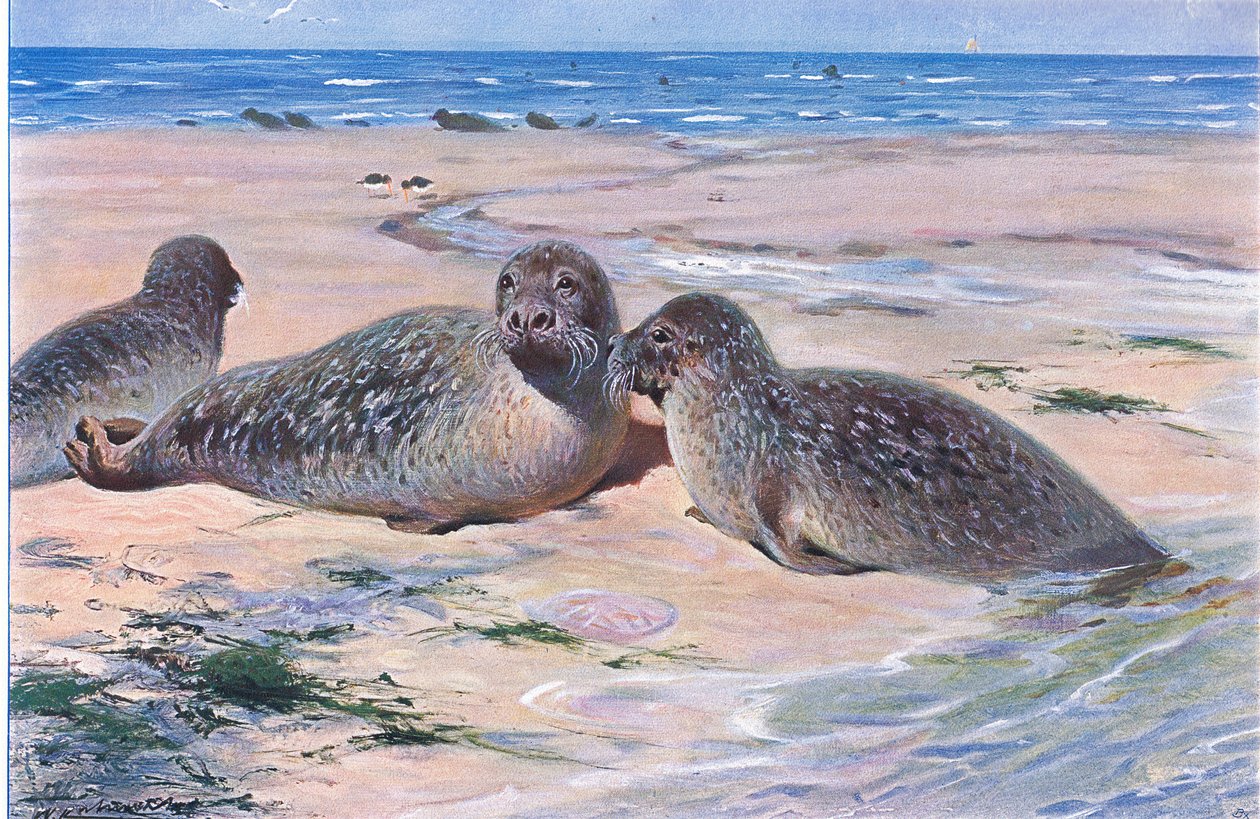 Pieczęć pospolita, z książki Wildlife of the World wydanej przez Frederick Warne & Co, ok. 1900 autorstwa Wilhelm Kuhnert