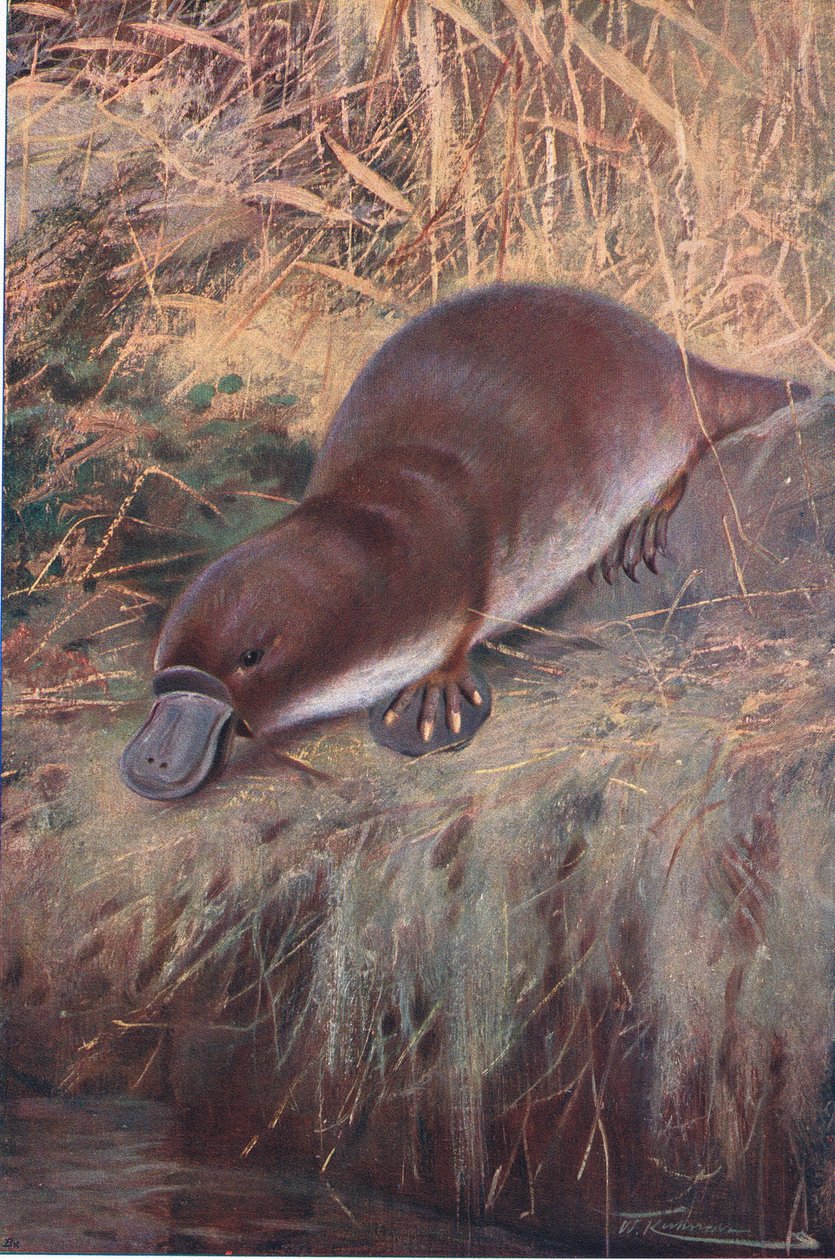 Kaczy dziób, ilustracja z Przyrody świata, ok. 1910 r. autorstwa Wilhelm Kuhnert