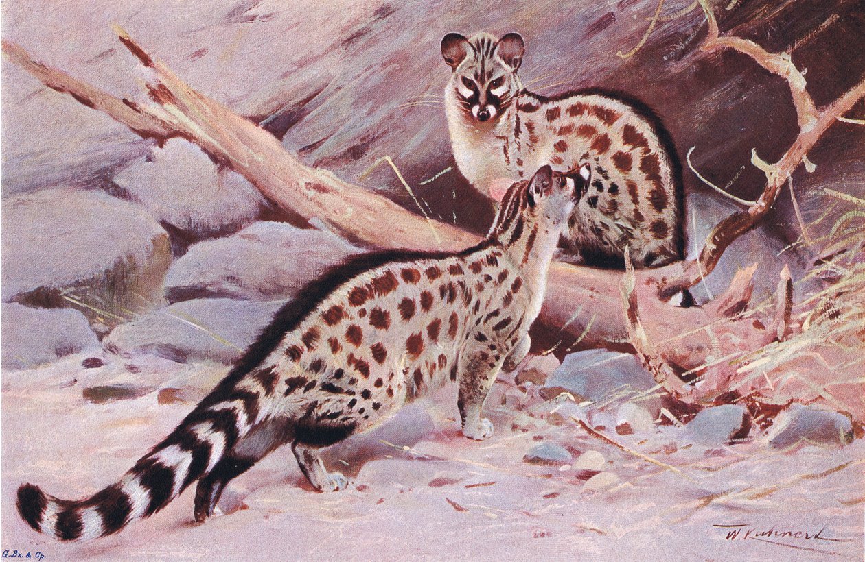Dungola Genet, ilustracja z Przyrody świata, ok. 1910 r. autorstwa Wilhelm Kuhnert