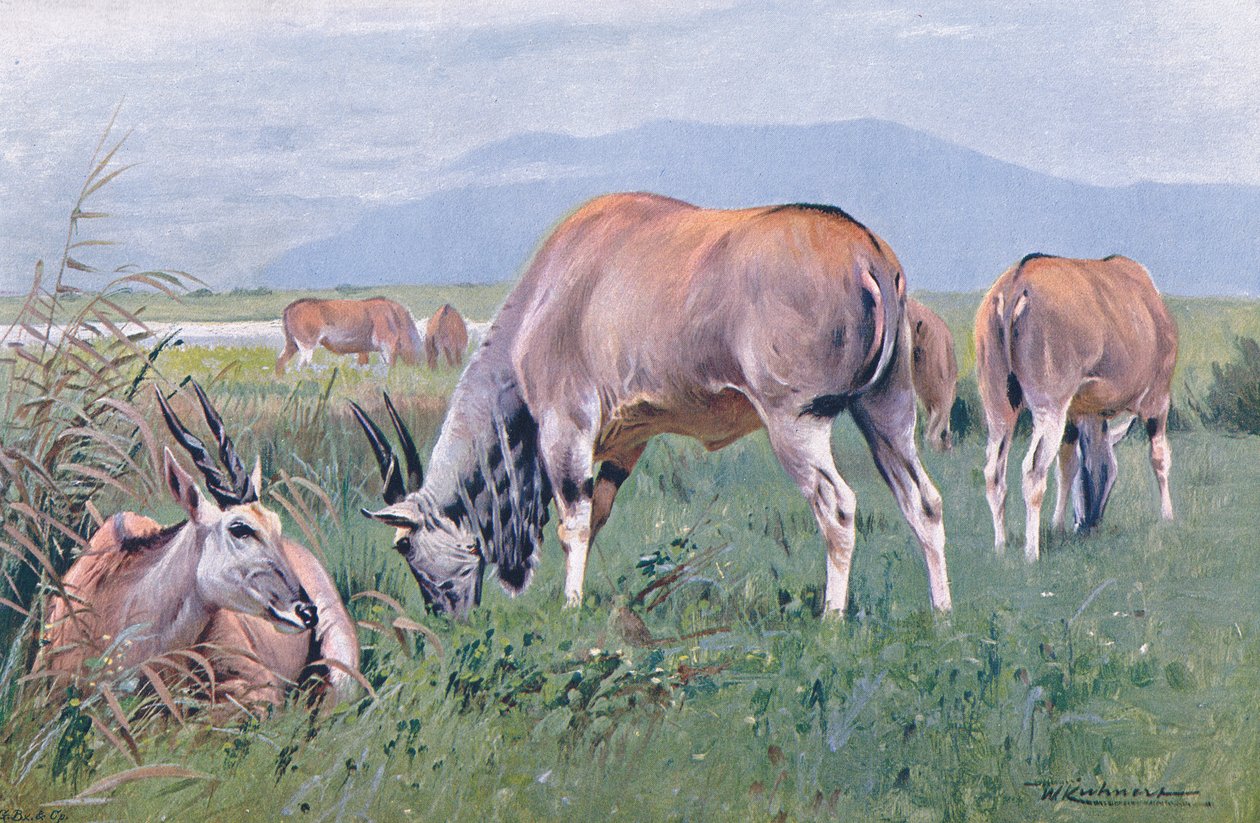 Eland, ilustracja z Przyrody świata, ok. 1910 r. autorstwa Wilhelm Kuhnert