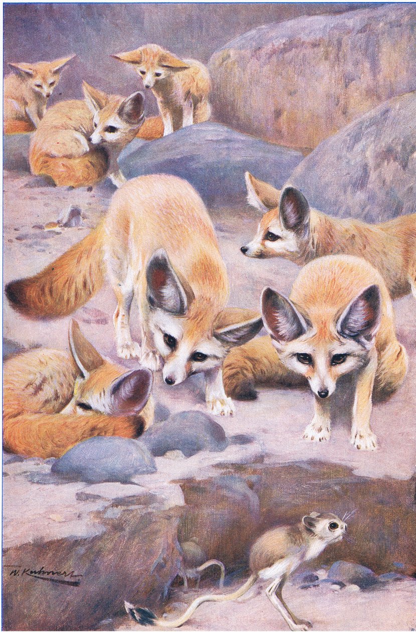 Fennec i Jerboa, ilustracja z Przyrody świata, ok. 1910 r. autorstwa Wilhelm Kuhnert