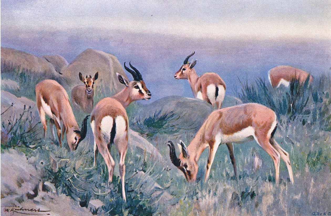 Gazelle, z Wildlife of the World wydanej przez Frederick Warne & Co, ok. 1900 autorstwa Wilhelm Kuhnert