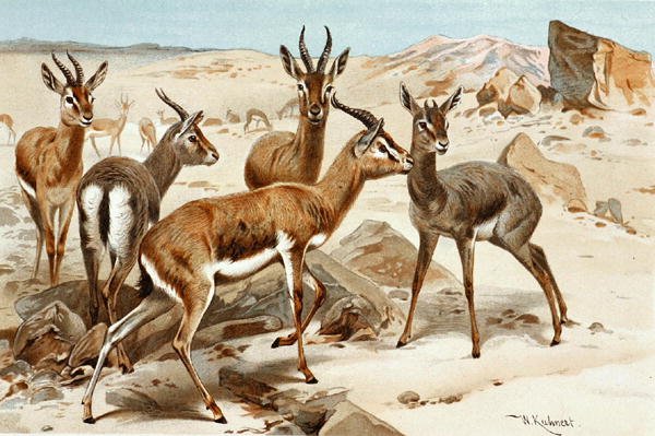 Gazele, tabliczka z "Brehms Tierleben: Allgemeine Kunde des Tierreichs", obj. 3, s. 9, opublikowane przez Bibliographisches Institut autorstwa Wilhelm Kuhnert