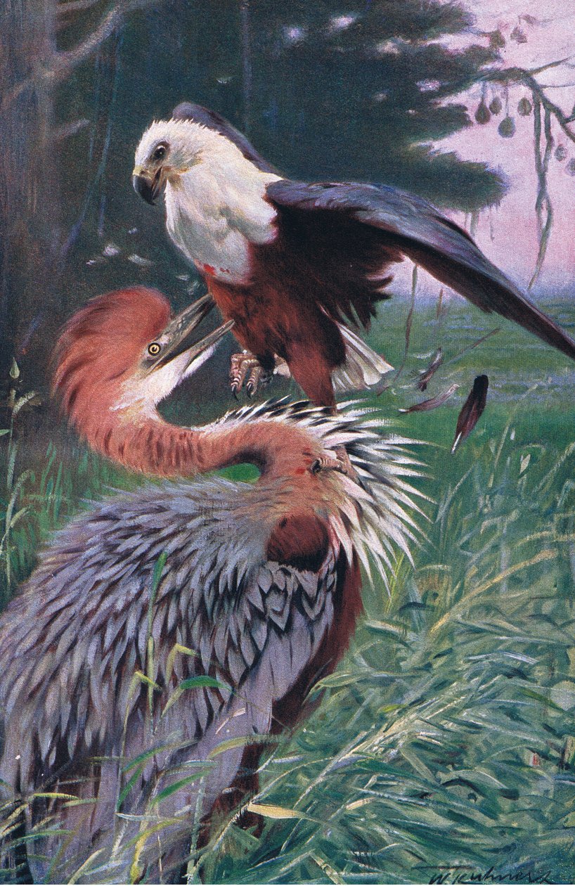 Czapla olbrzymia i orzeł morski, ilustracja z Przyrody świata, ok. 1910 r. autorstwa Wilhelm Kuhnert