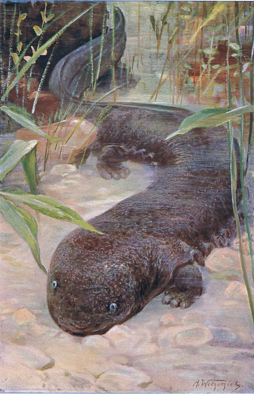 Giant Salamander, z Wildlife of the World wydanej przez Frederick Warne & Co, ok. 1900 autorstwa Wilhelm Kuhnert