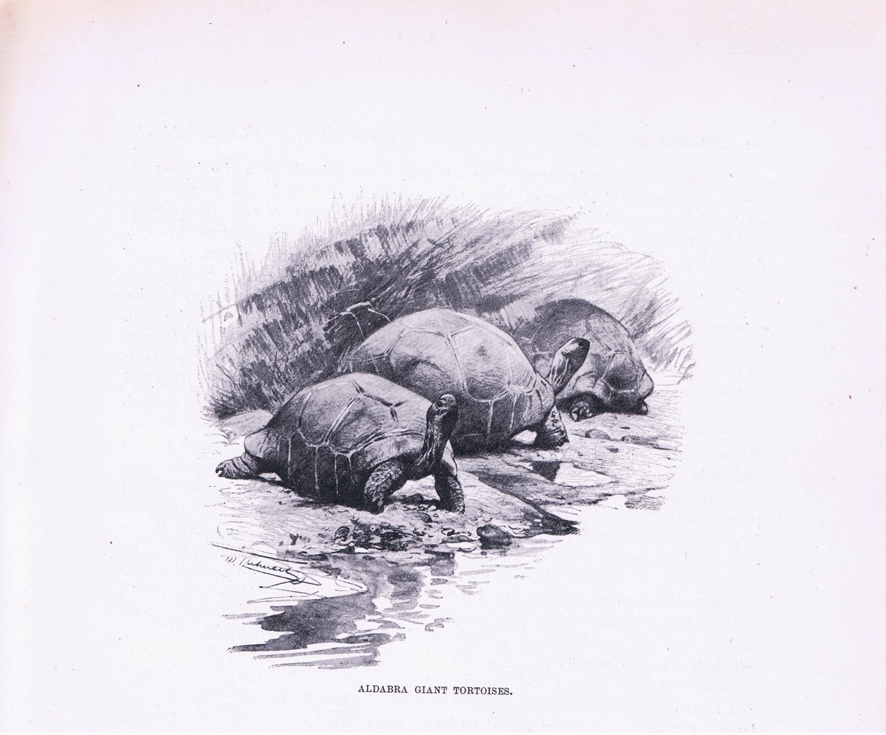 Żółwie olbrzymie, ilustracja z Przyrody świata, ok. 1910 r. autorstwa Wilhelm Kuhnert
