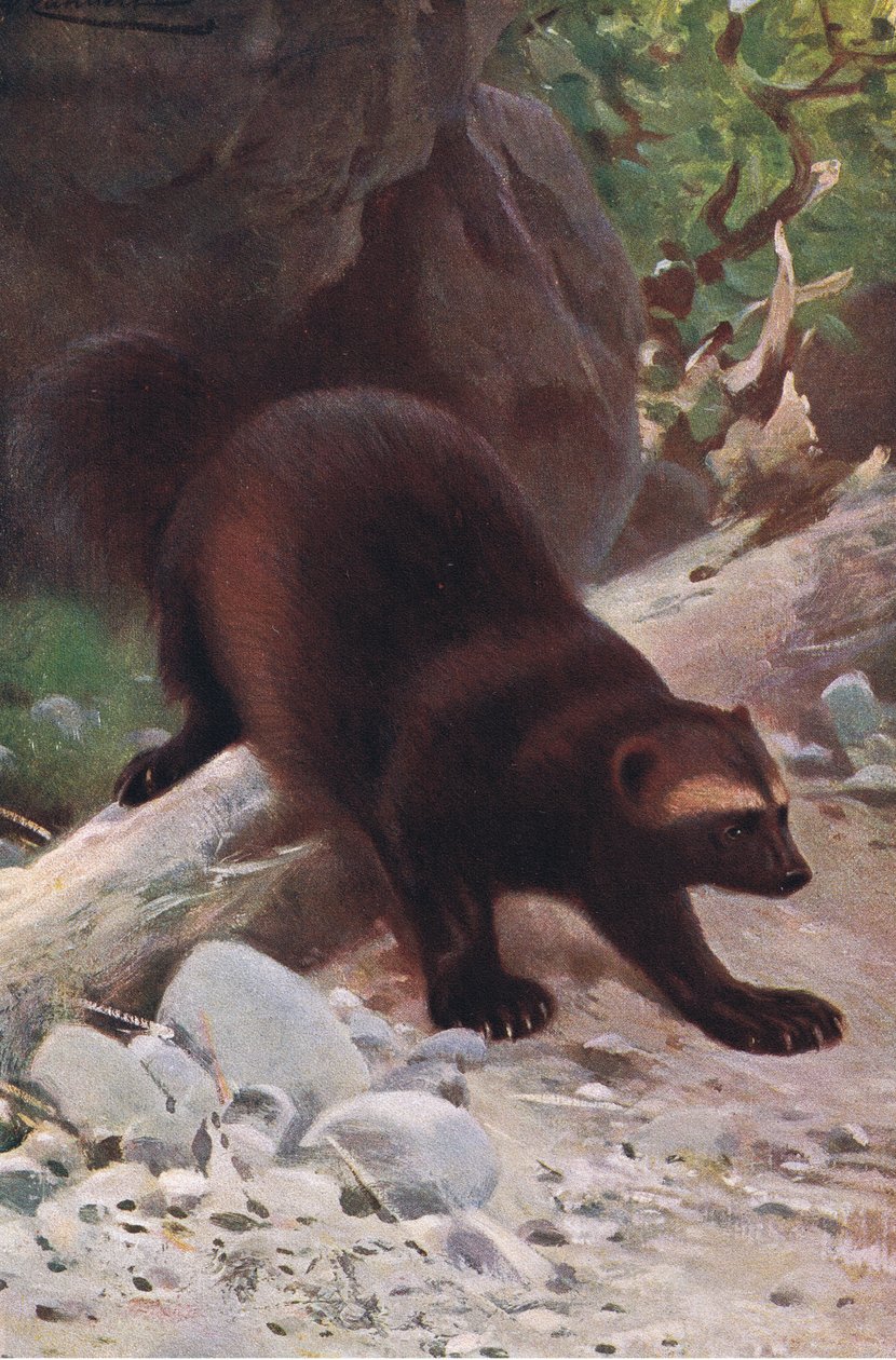Żarłok lub Wolverine, z książki Wildlife of the World wydanej przez Frederick Warne & Co, ok. 1900 autorstwa Wilhelm Kuhnert