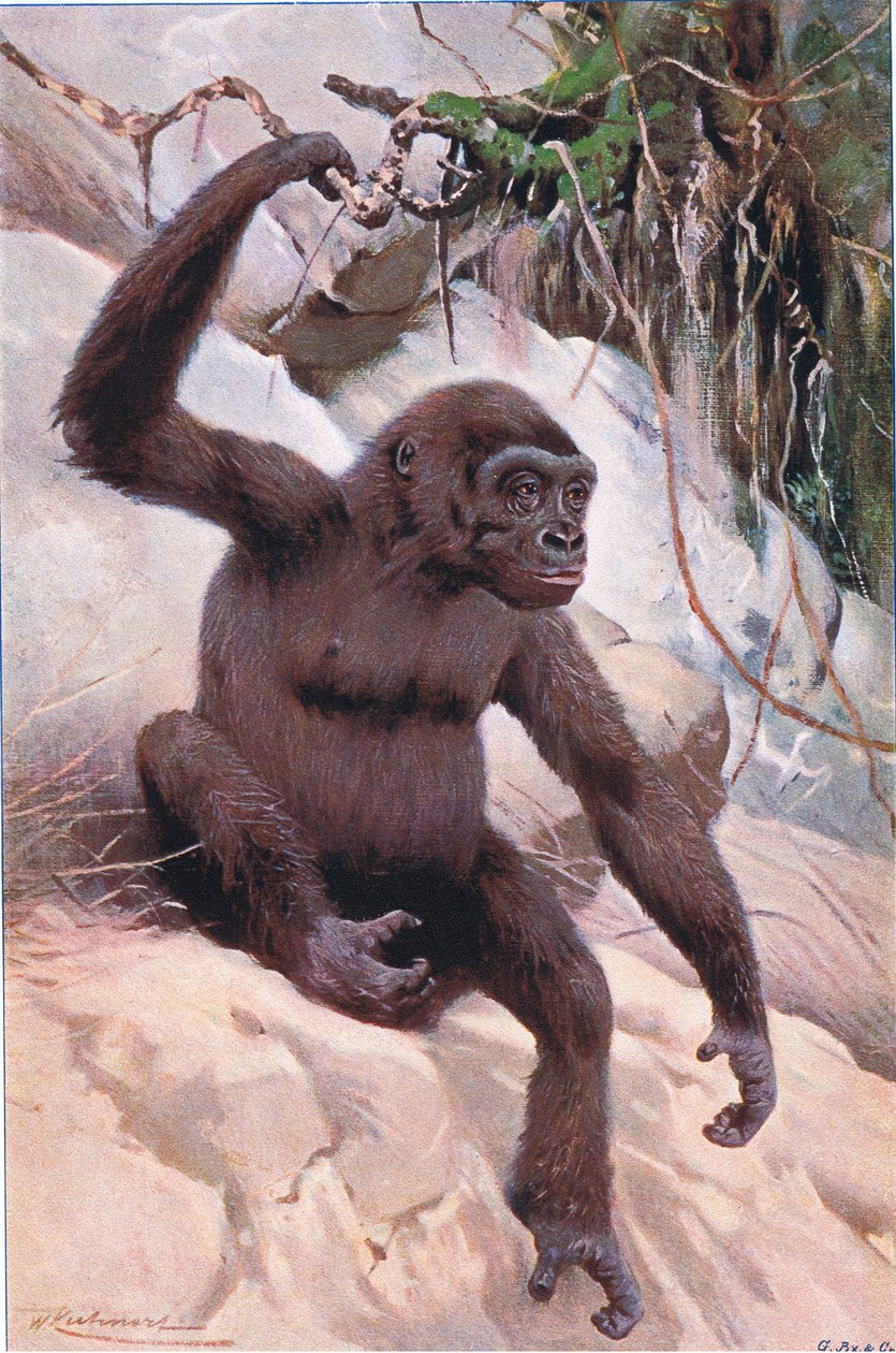 Goryl, ilustracja z Przyrody świata, ok. 1910 r. autorstwa Wilhelm Kuhnert