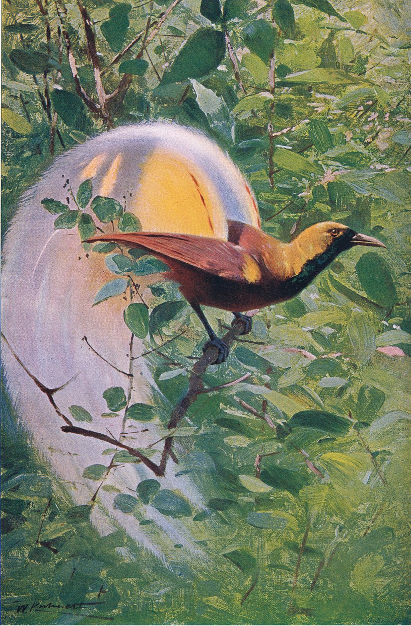 Wielki Rajski Ptak, ilustracja z Przyrody świata, ok. 1910 r. autorstwa Wilhelm Kuhnert