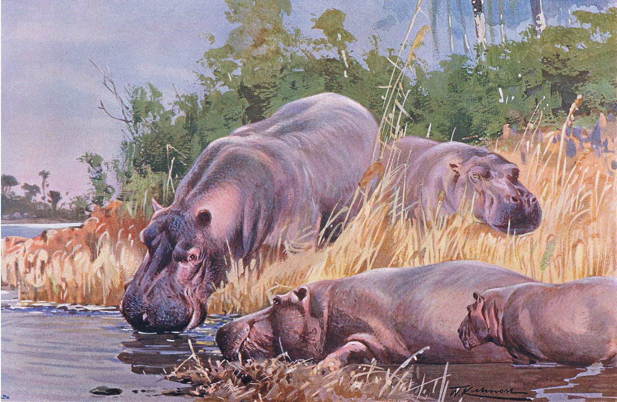 Hipopotam, ilustracja z Przyrody świata, ok. 1910 autorstwa Wilhelm Kuhnert